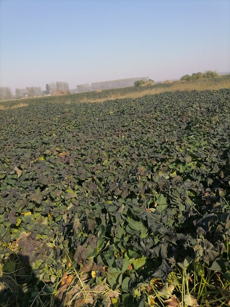 麦茬烟薯25（50万斤左右）