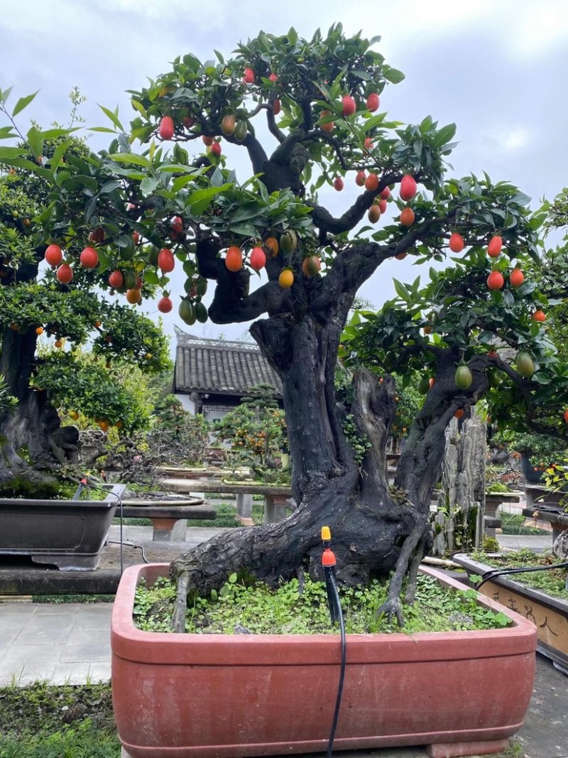 金弹子盆景古桩盆景四川精品盆景艺术盆景