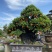 金弹子盆景古桩盆景四川精品盆景艺术盆景
