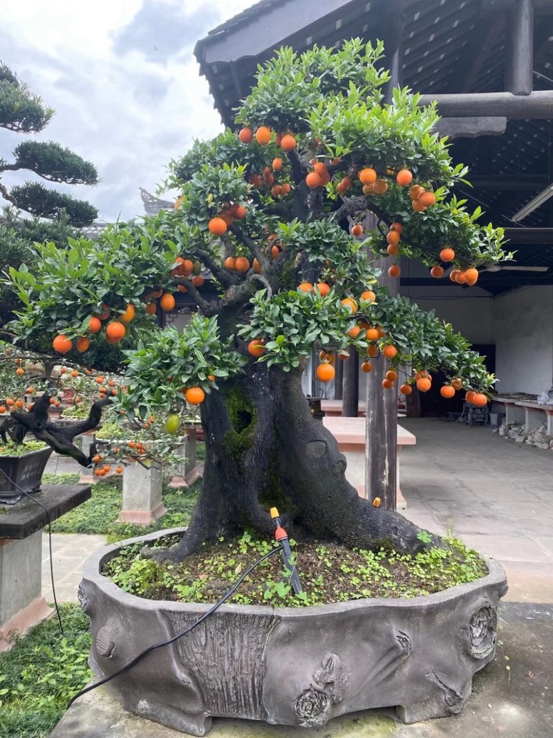 金弹子盆景古桩盆景四川精品盆景艺术盆景