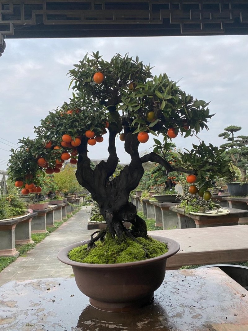 金弹子盆景古桩盆景四川精品盆景艺术盆景