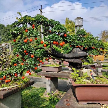 金弹子盆景古桩盆景四川精品盆景艺术盆景