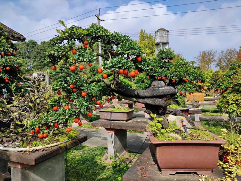 金弹子盆景古桩盆景四川精品盆景艺术盆景