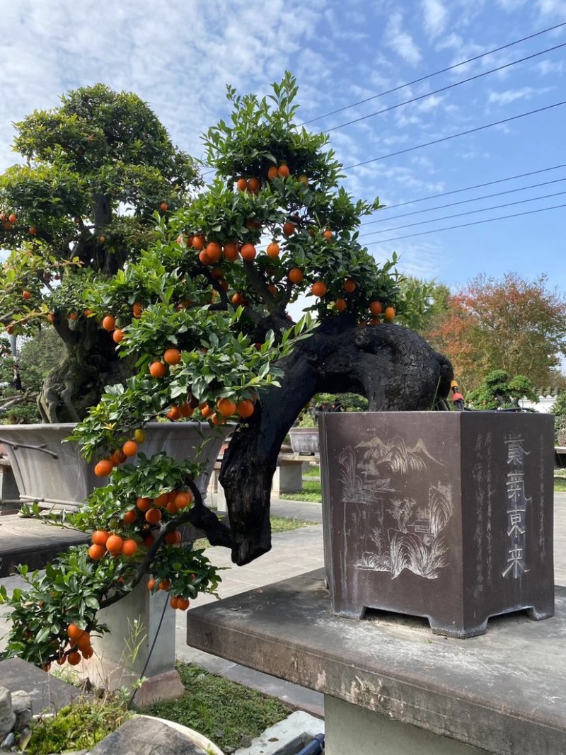 金弹子盆景古桩盆景四川精品盆景艺术盆景