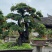 金弹子盆景古桩盆景四川精品盆景艺术盆景