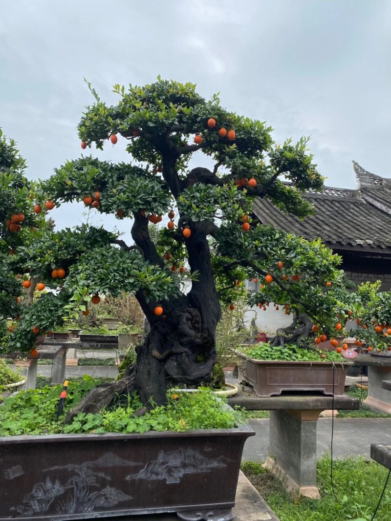 金弹子盆景古桩盆景四川精品盆景艺术盆景