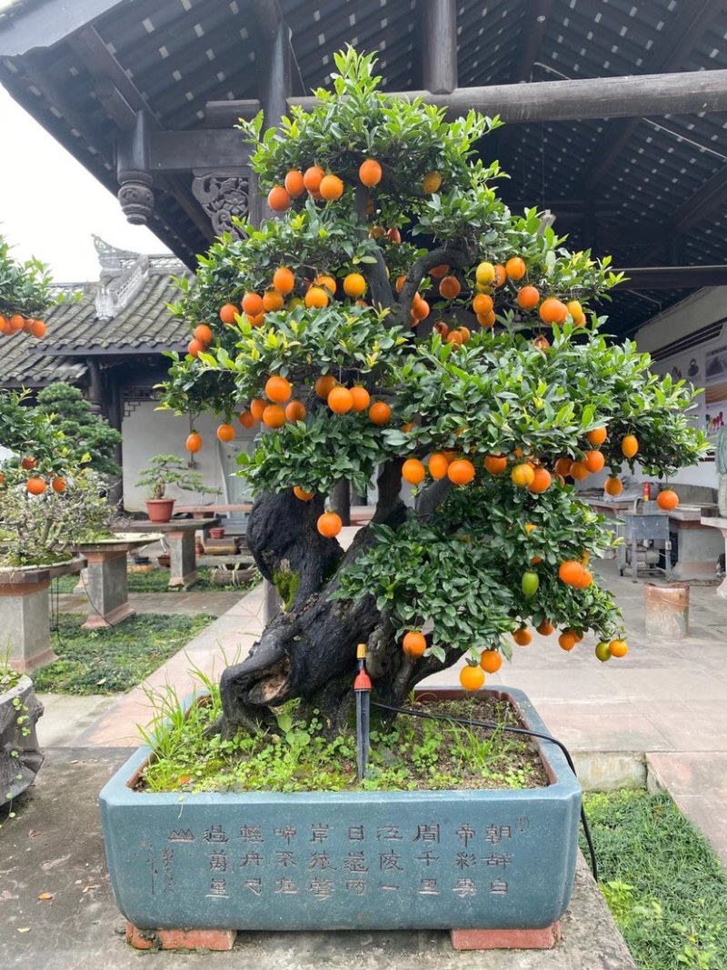 金弹子盆景古桩盆景四川精品盆景艺术盆景