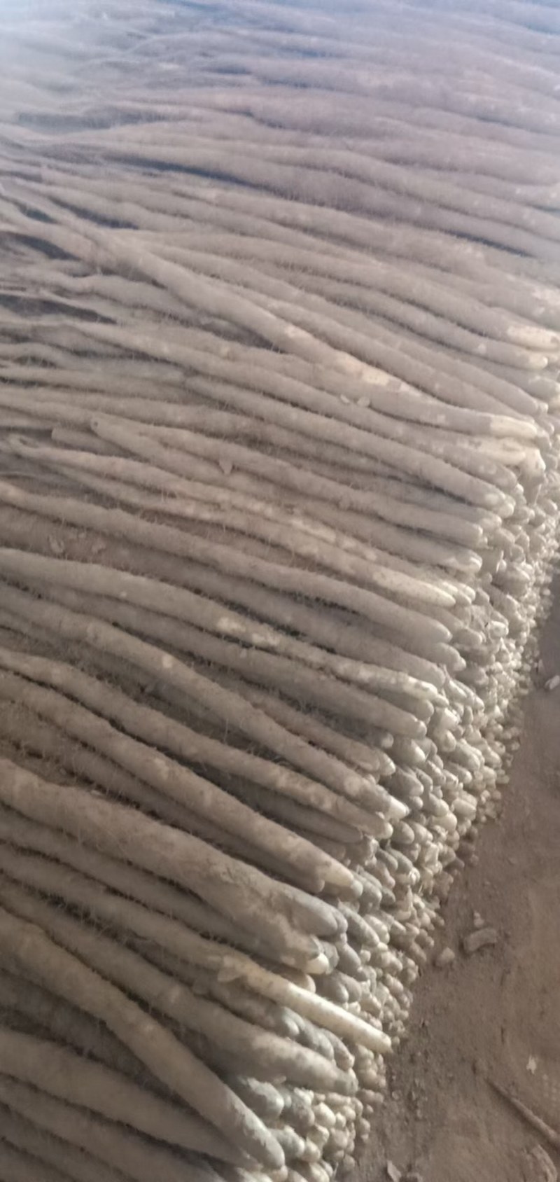 我处大量小白嘴山药上市了，有大货二货曲扁短节，电商代发