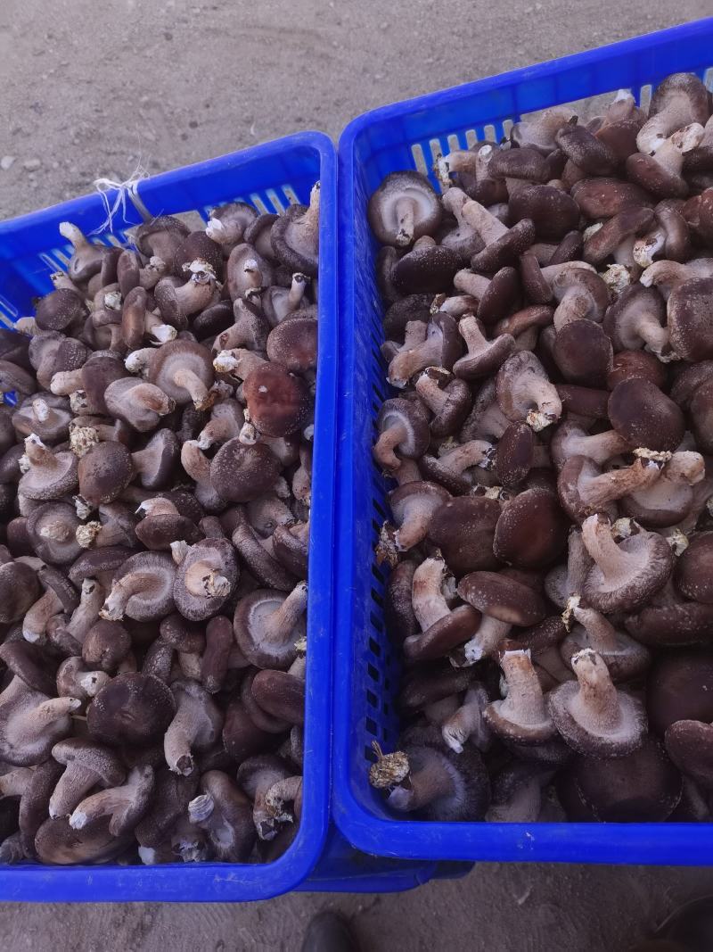 鲜香菇吉林冬菇上市0912