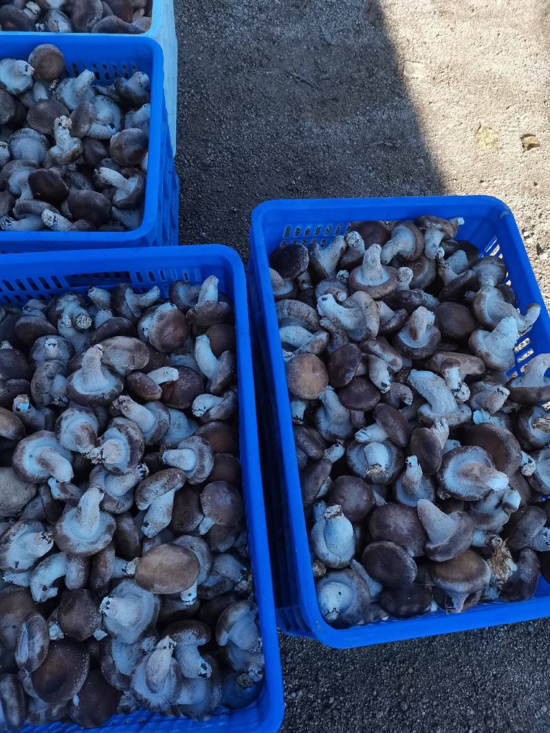 鲜香菇吉林冬菇上市0912