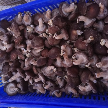 鲜香菇吉林冬菇上市0912