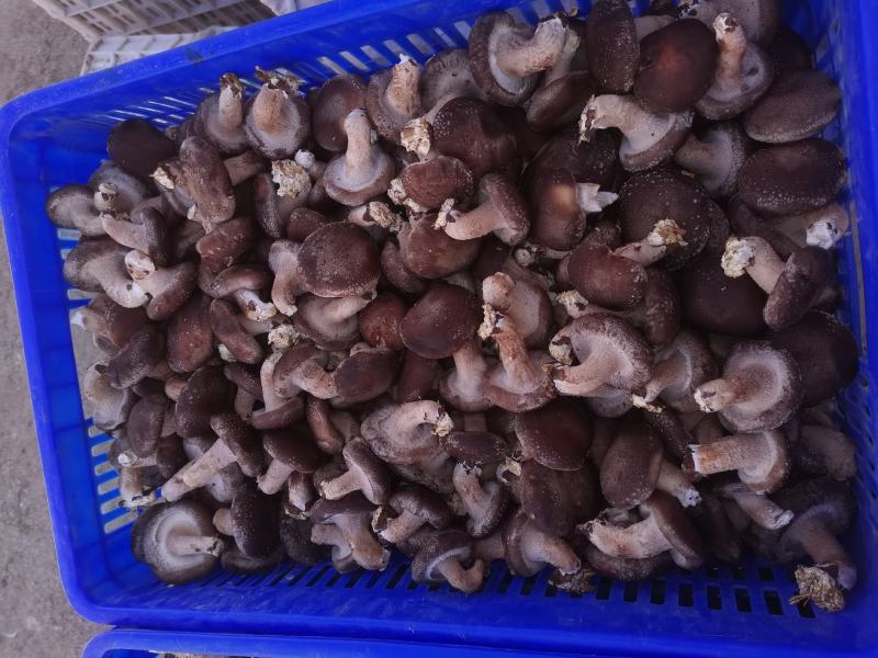 鲜香菇吉林冬菇上市0912