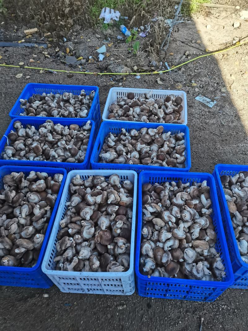 鲜香菇吉林冬菇上市0912