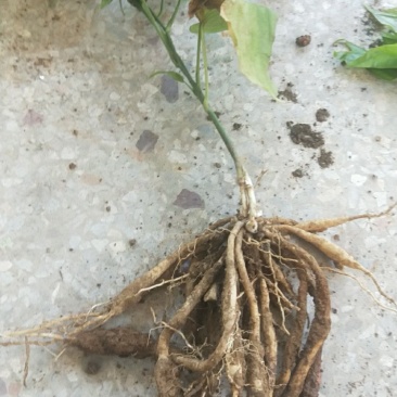 广西红花百部苗,基地直供,5个薯以上,货源充足,成品回收