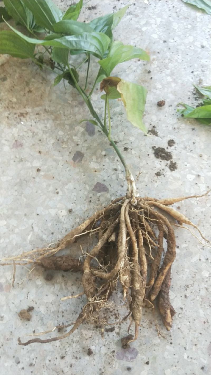 广西红花百部苗，基地直供，5个薯以上，货源充足，成品回收