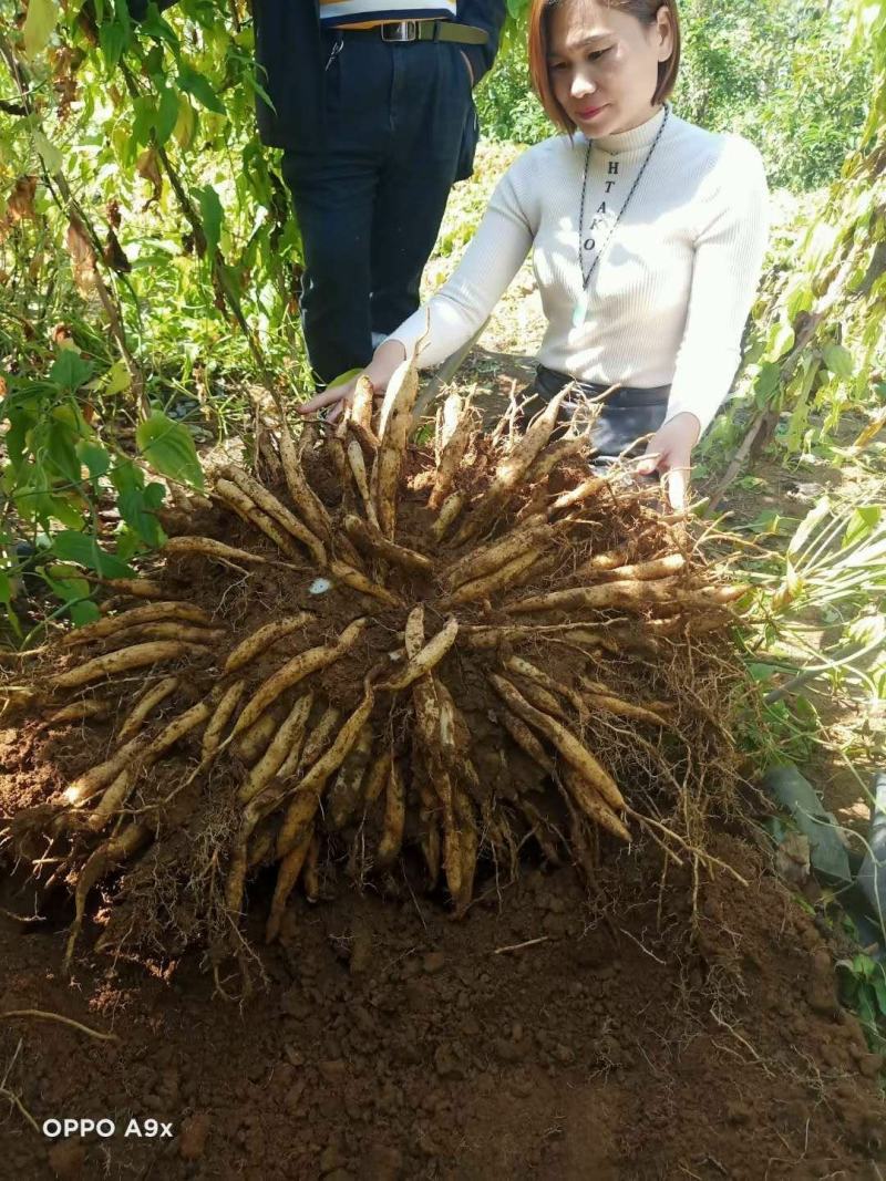 广西红花百部苗，基地直供，5个薯以上，货源充足，成品回收