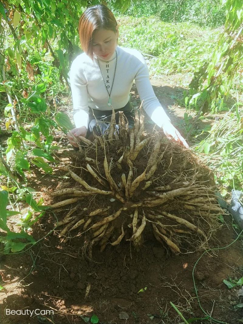 广西红花百部苗，基地直供，5个薯以上，货源充足，成品回收