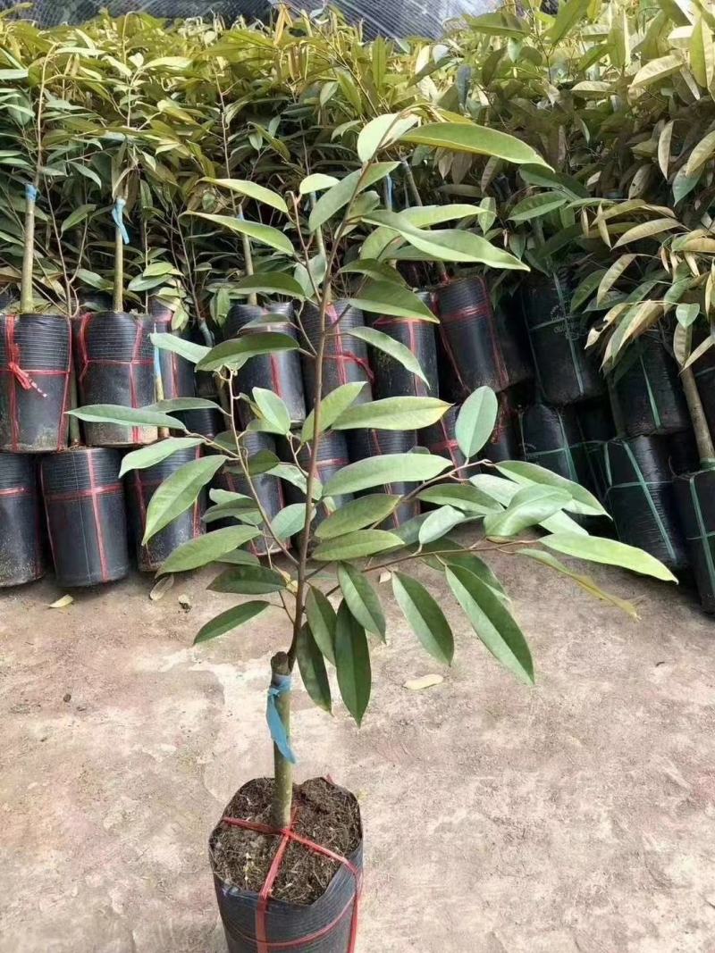 金枕头猫山王榴莲苗嫁接苗带营养杯发货