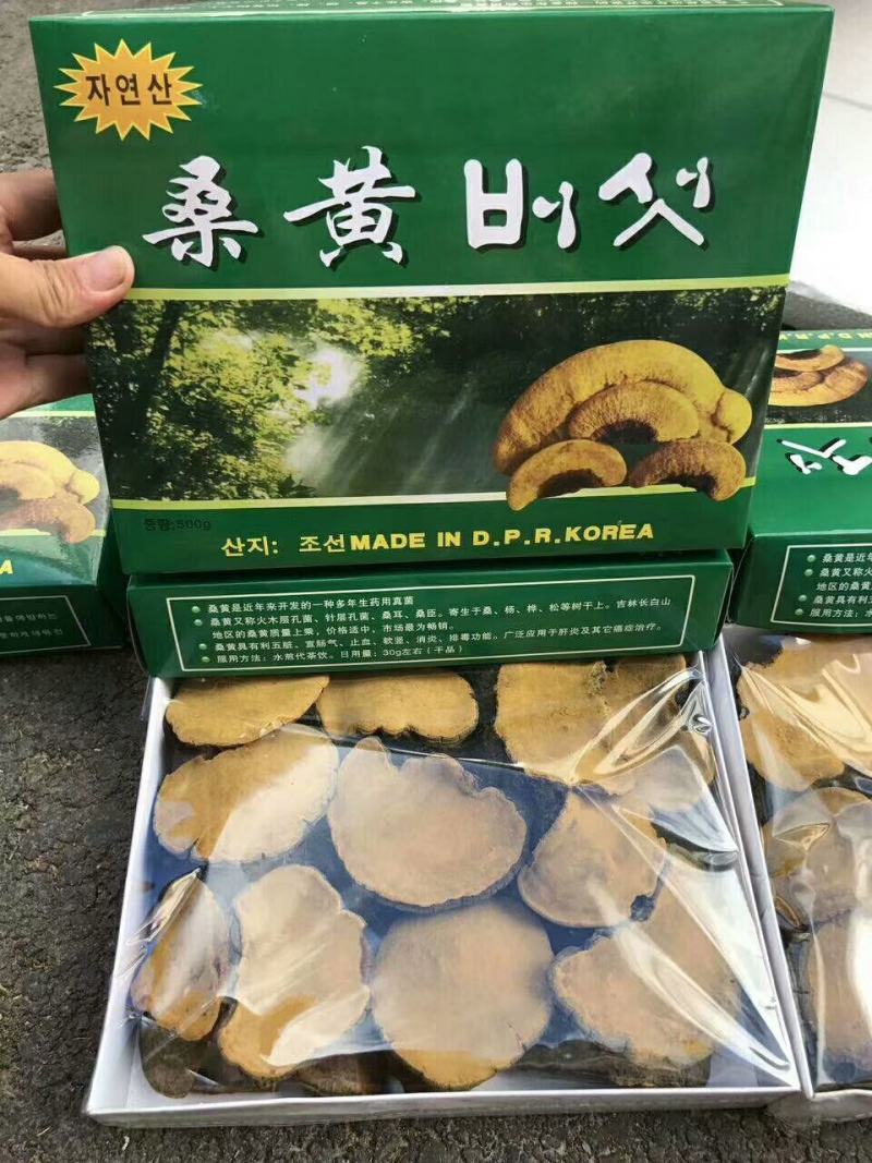 正宗北朝进口野生桑黄一盒500克一公斤起包邮
