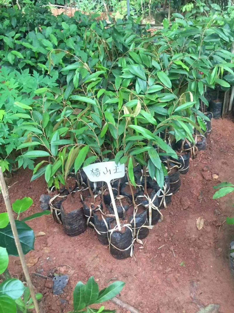 金枕头猫山王榴莲苗嫁接苗带营养杯发货