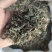 败酱草北败酱苦菜苦苣菜支持线上交易各种规格可搭配