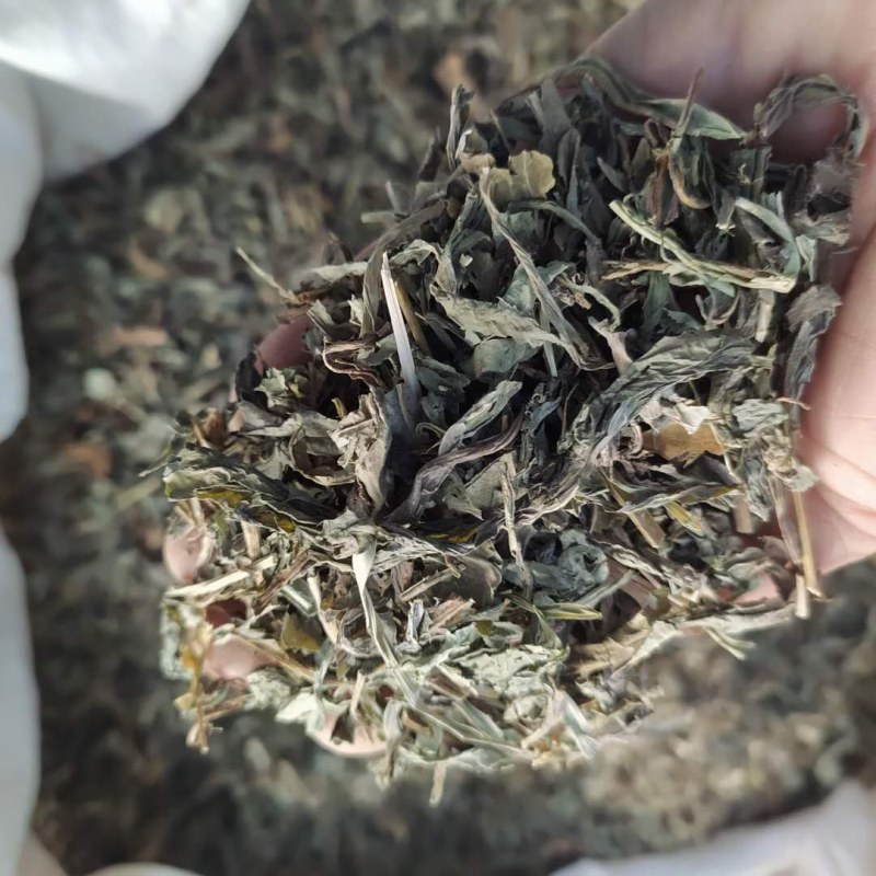 败酱草北败酱苦菜苦苣菜支持线上交易各种规格可搭配