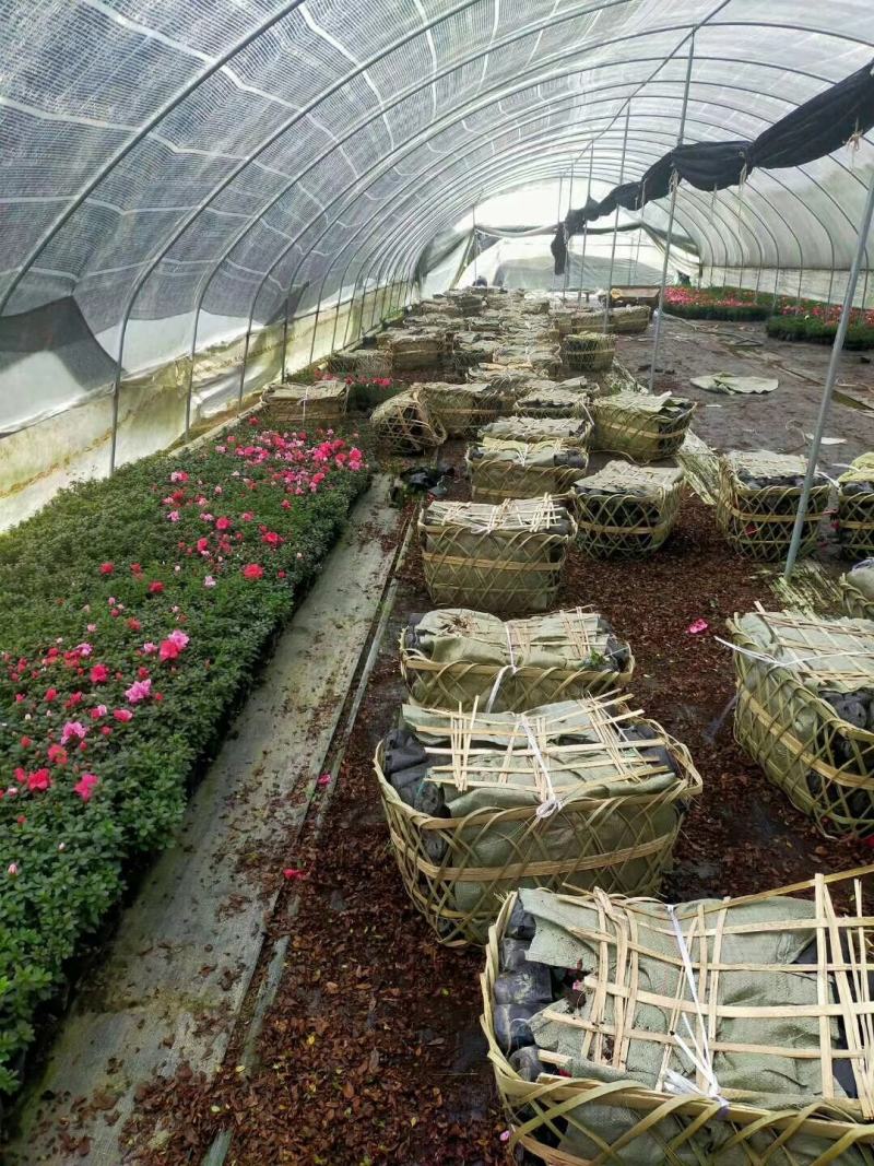 【基地直销】四川西洋杜鹃，毛鹃，春鹃，夏鹃工程苗，欢迎批发