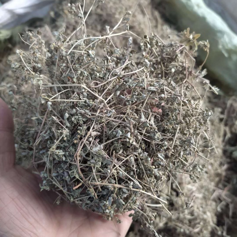 地锦草产地直供支持线上交易可搭配多品种采购大货联系
