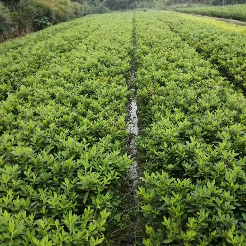 【基地直销】四川西洋杜鹃，毛鹃，春鹃，夏鹃工程苗，欢迎批发