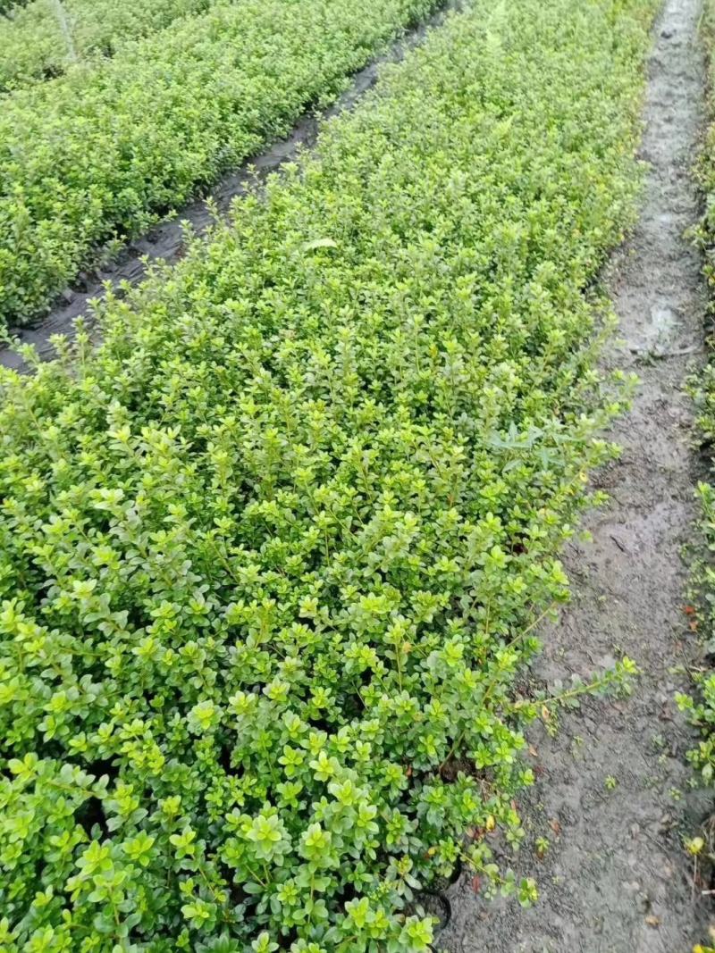 【基地直销】四川西洋杜鹃，毛鹃，春鹃，夏鹃工程苗，欢迎批发