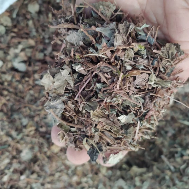 小叶金钱草产地直供支持线上交易可搭配多品种采购