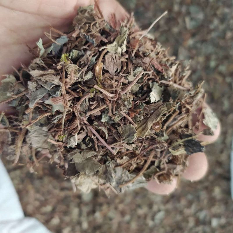 小叶金钱草产地直供支持线上交易可搭配多品种采购