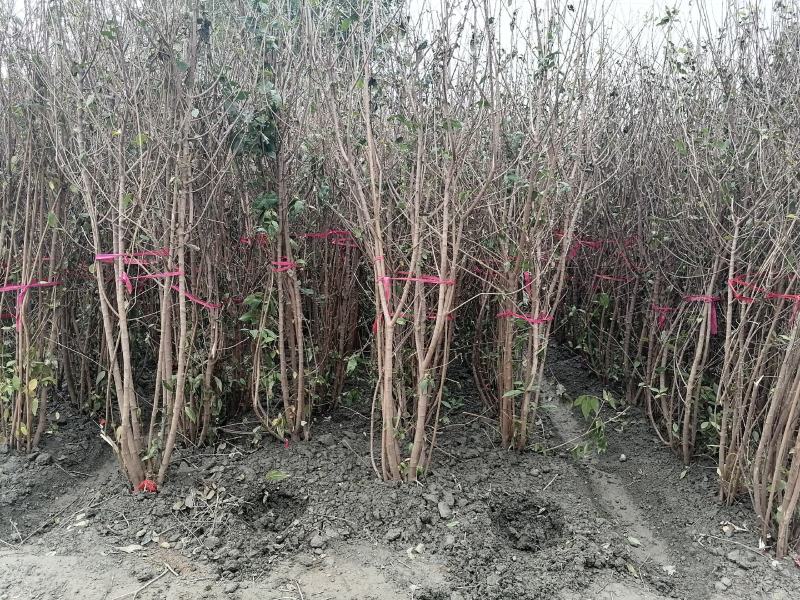 产地批发腊梅腊梅树基地直销一手货源视频看货
