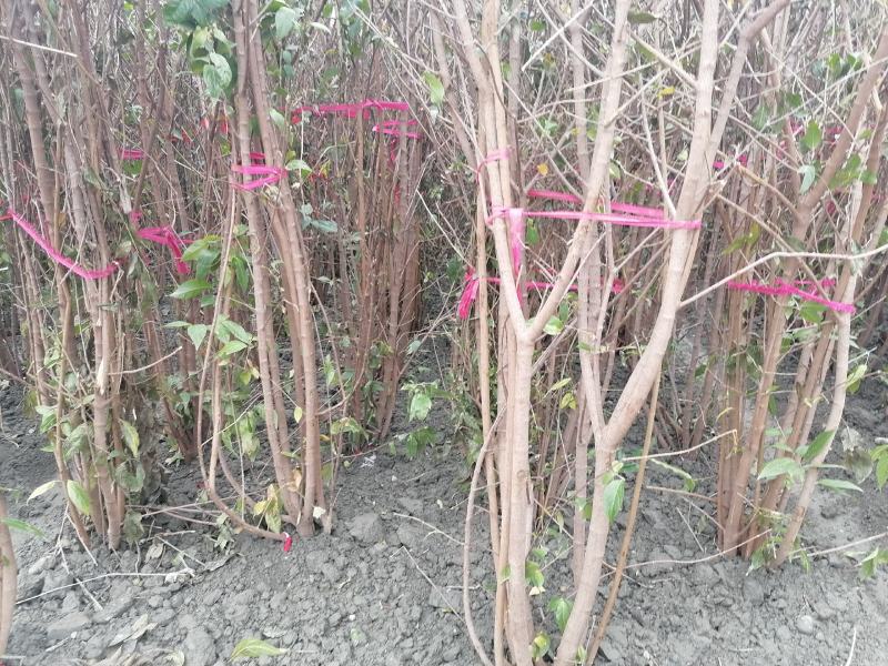产地批发腊梅腊梅树基地直销一手货源视频看货