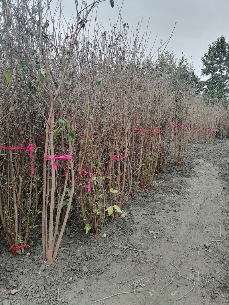 产地批发腊梅腊梅树基地直销一手货源视频看货