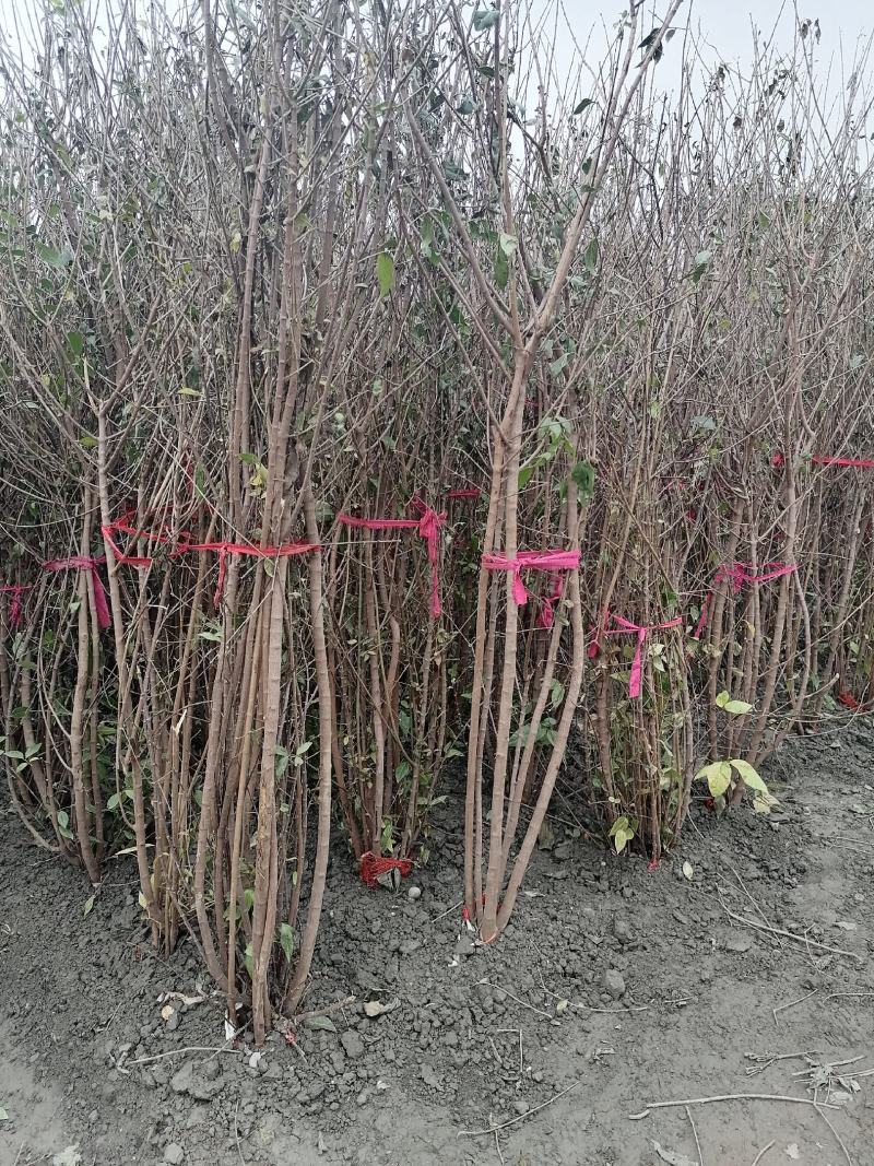 产地批发腊梅腊梅树基地直销一手货源视频看货