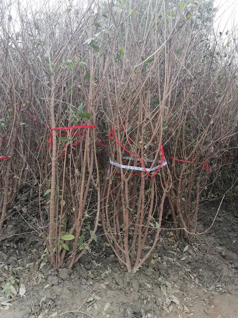 产地批发腊梅腊梅树基地直销一手货源视频看货