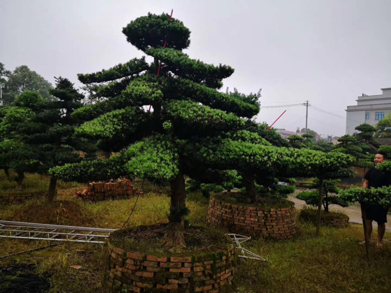 造型红花继木造型罗汉松