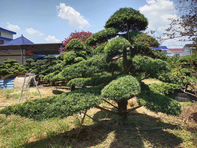 造型红花继木造型罗汉松