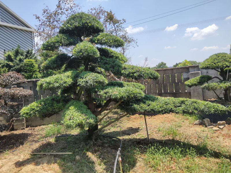 造型红花继木造型罗汉松