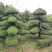 造型红花继木造型罗汉松