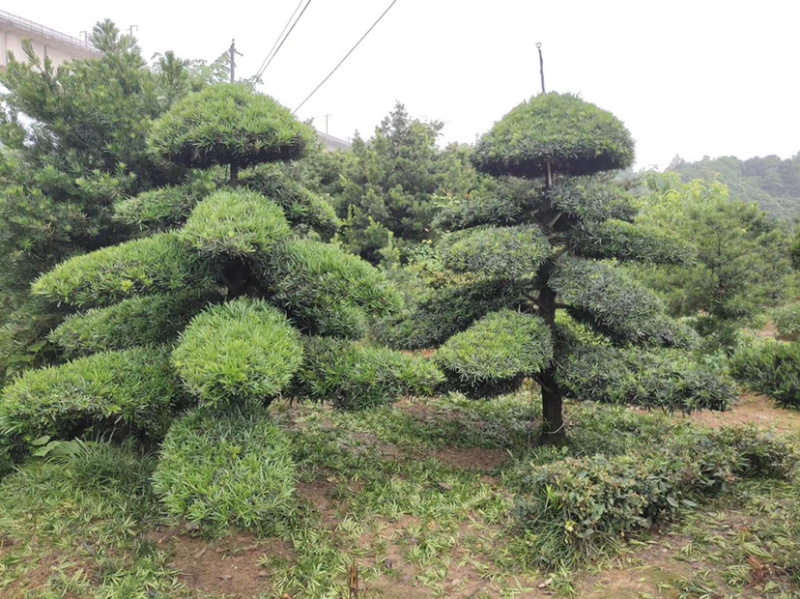造型红花继木造型罗汉松