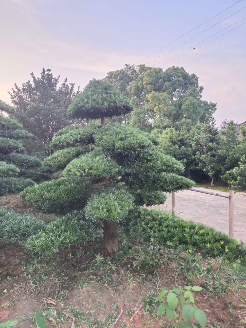造型红花继木造型罗汉松