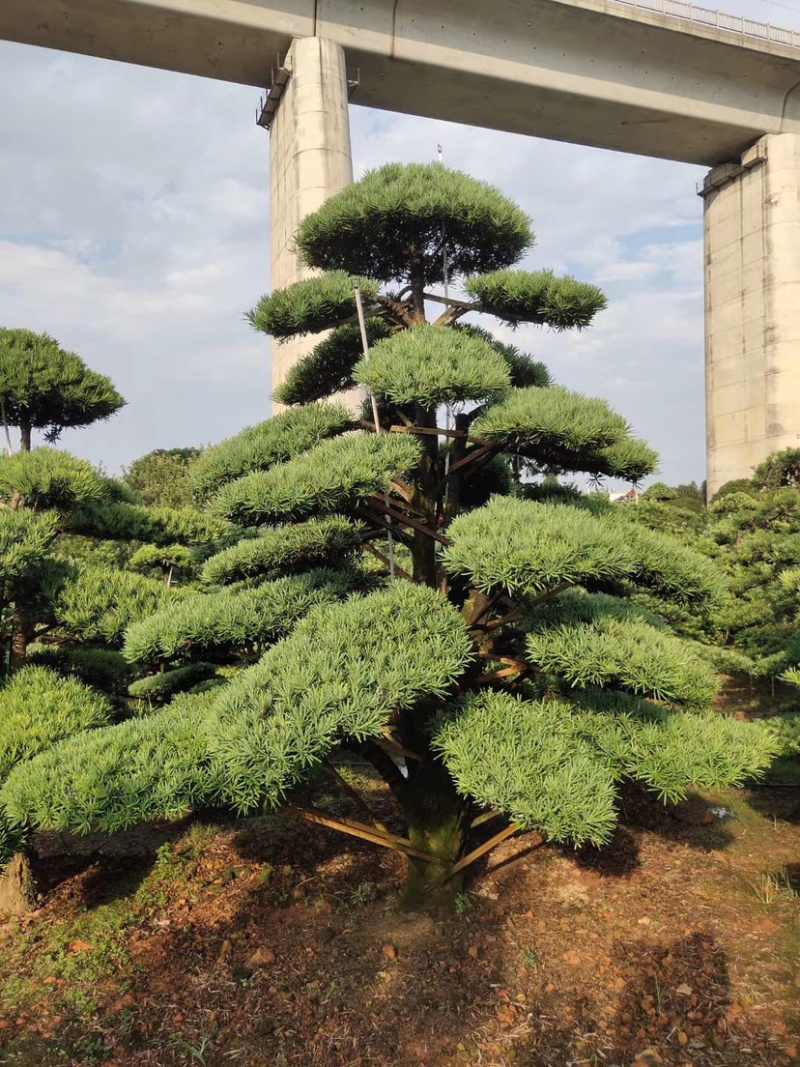 造型红花继木造型罗汉松