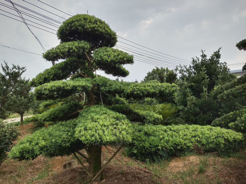 造型红花继木造型罗汉松
