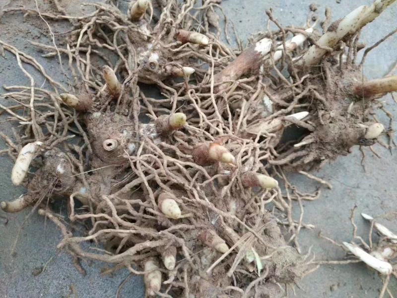 出售大块茎白芨种子现要现挖