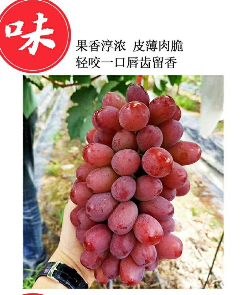 浪漫红颜葡萄苗多种根系