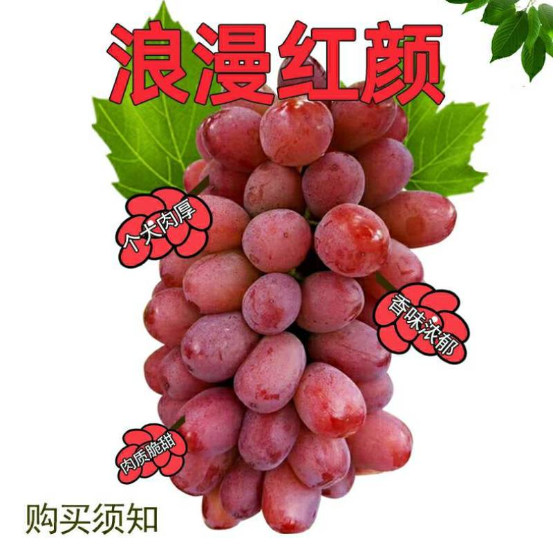 浪漫红颜葡萄苗多种根系