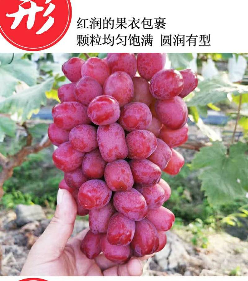 浪漫红颜葡萄苗多种根系