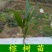 野生棕树苗棕榈苗扇子树苗绿化风景树